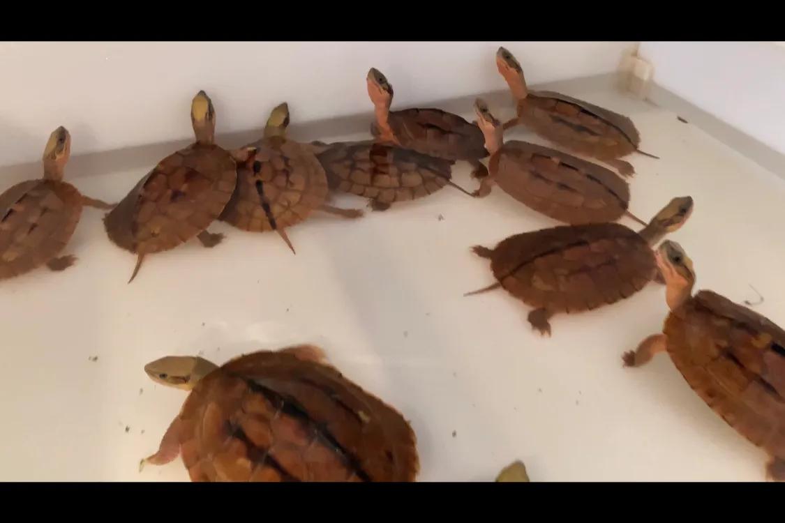 三线闭壳金钱龟生蛋期怎样喂,三线金钱龟饲养方法