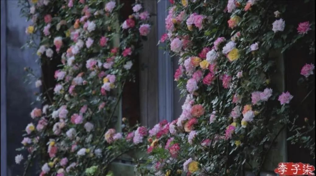 七夕卖玫瑰花要准备什么,七夕买红玫瑰还是彩色玫瑰