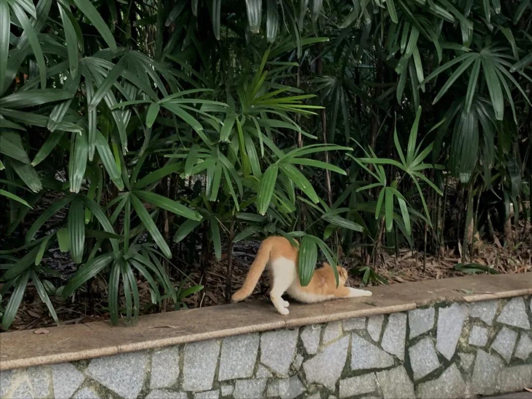 广州比较悠闲安静的地方,广州悠闲看风景的地方