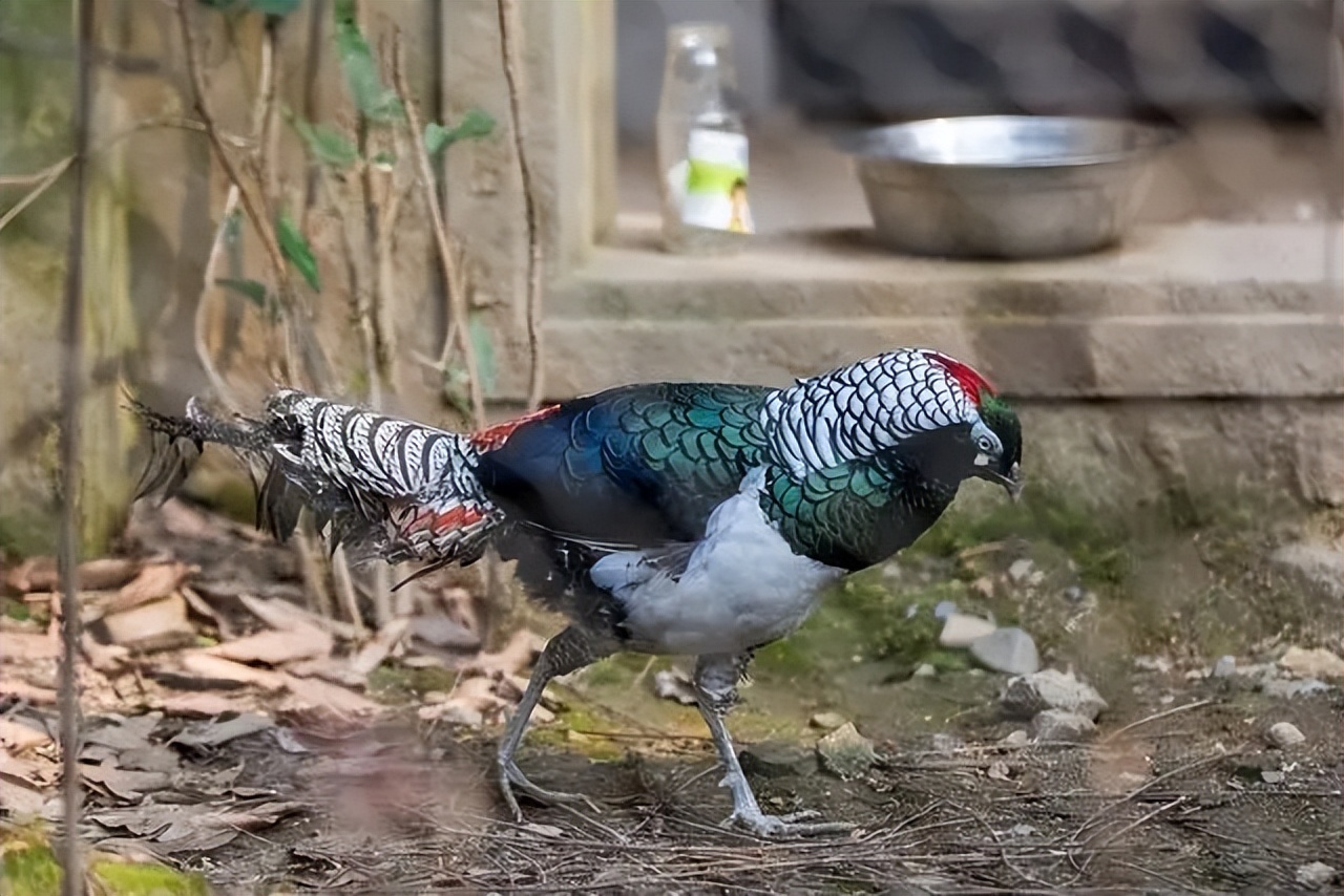 男子捡到鸡蛋孵化了,男子野外捡到6枚蛋