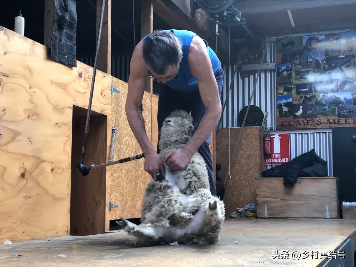 新西兰格伦诺基动物体验农场:一家以动物体验为主题的特色农场