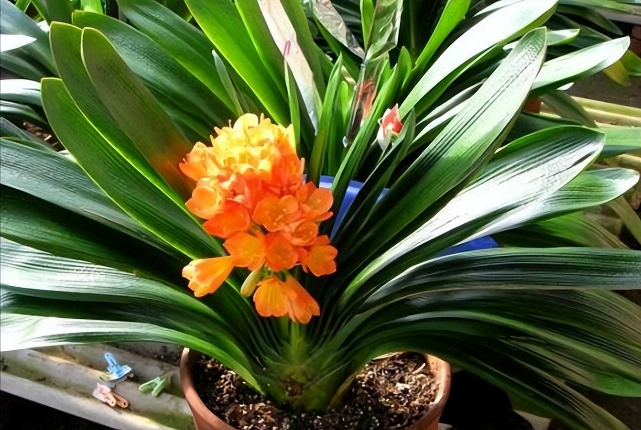 君子兰每次浇水需要浇透吗,冬天给君子兰浇水注意什么