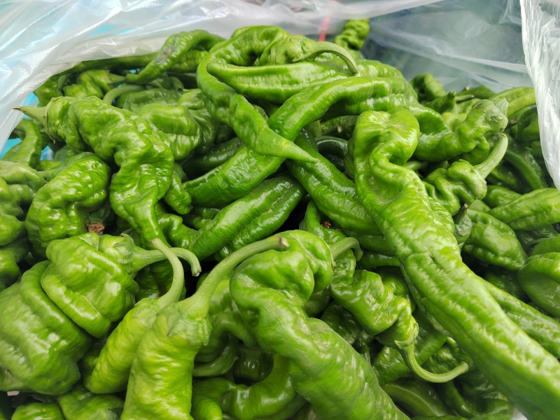 鍜岀敯甯傚満钄彍浠锋牸,鍜岀敯2021骞磋敩鑿滄壒鍙戜环鏍间竴瑙堣〃