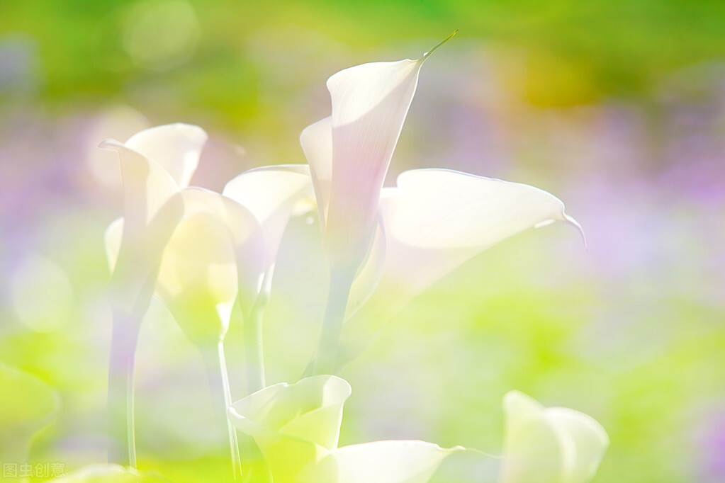 菊花百合花马蹄莲太阳花花语,酒红色马蹄莲花语象征与寓意