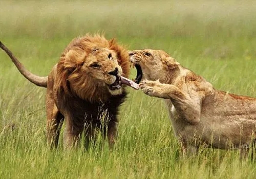 男性为什么喜欢女生呢,男性喜欢女性哪些特质