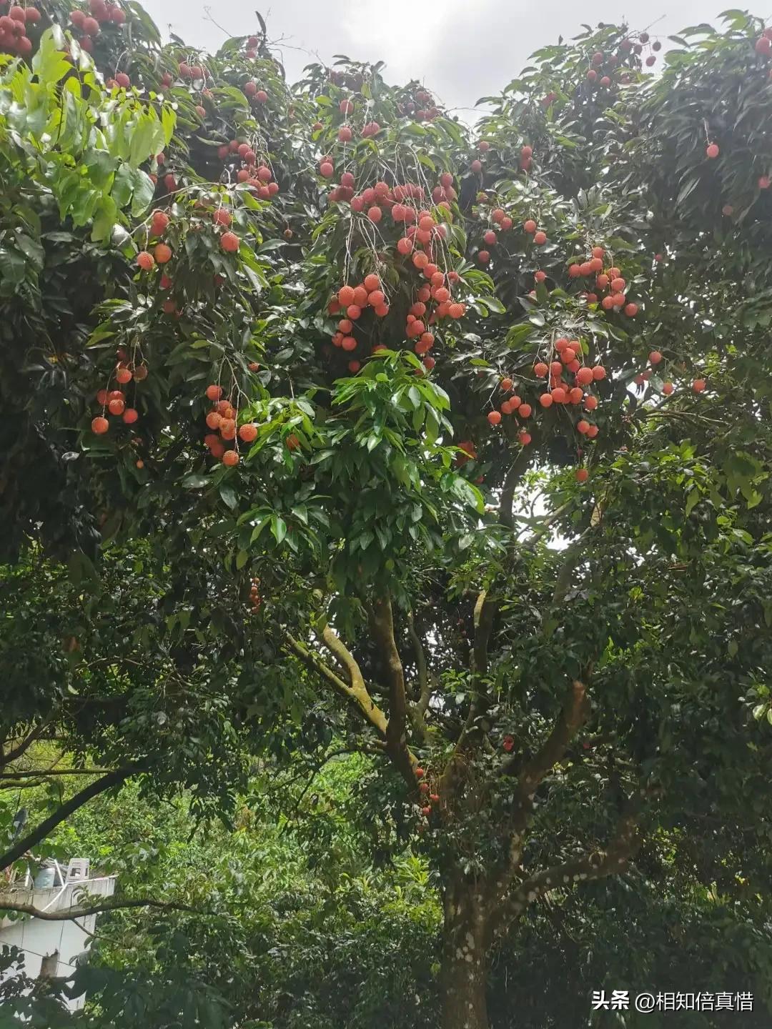 实拍老百姓热闹的婚礼现场,70年代真实婚礼