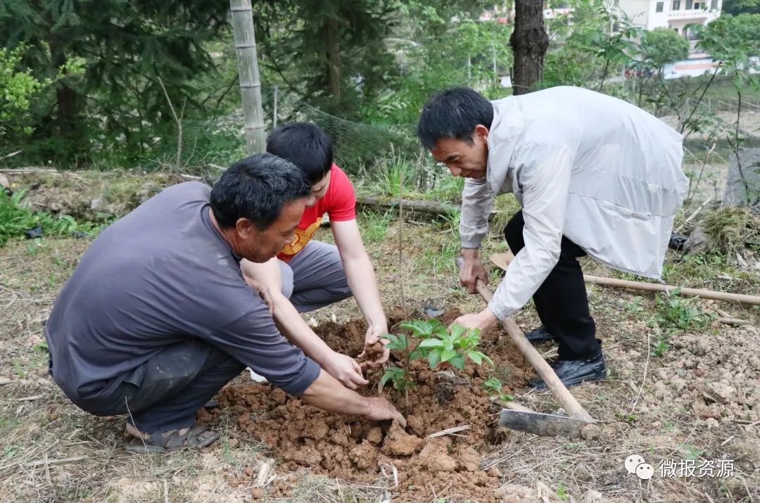 桂林向您汇报,桂林向您汇报临桂篇
