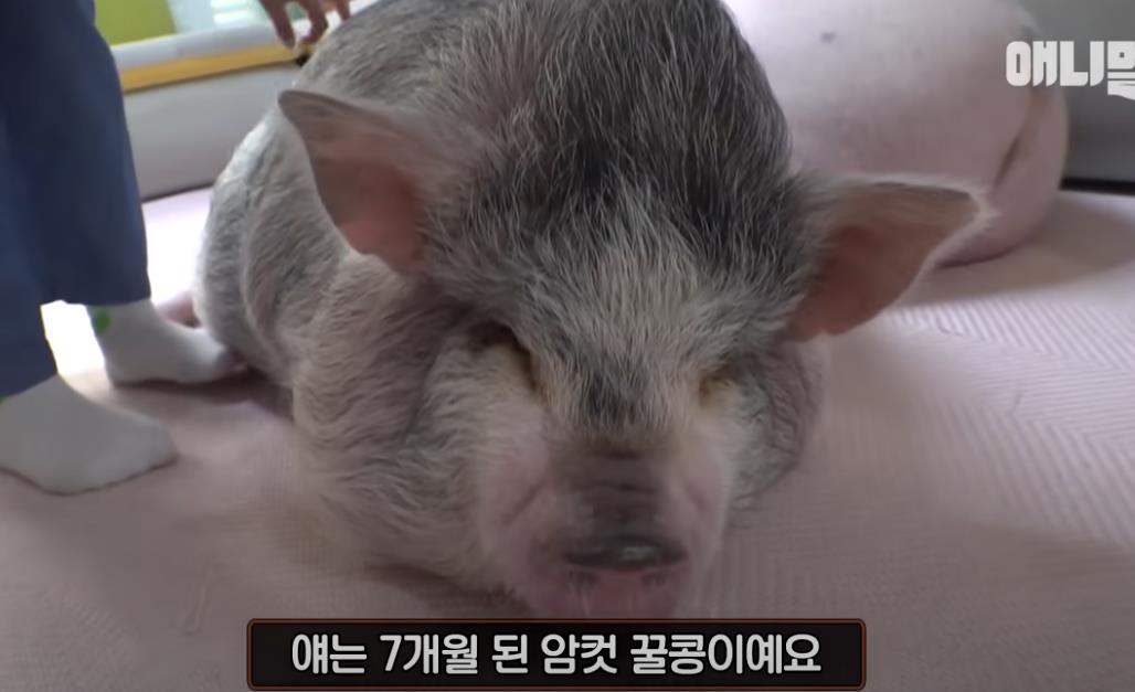 韩国女孩养迷你猪秒变大胖猪,如今带它们刻苦运动节食减肥