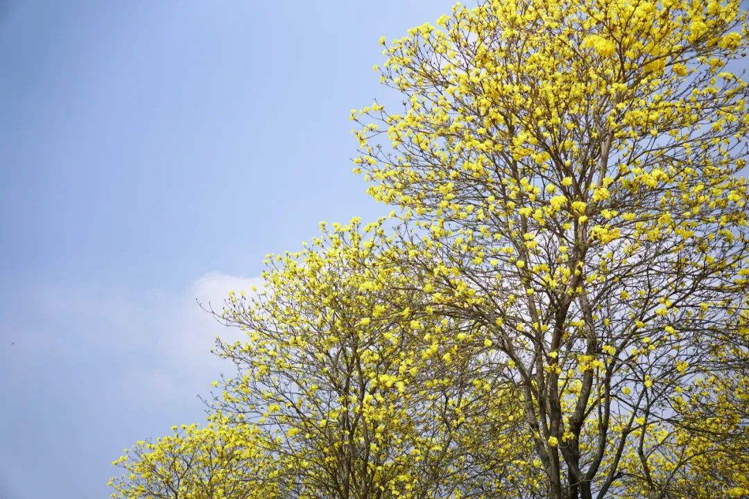 提前盛开！成都市区这个被偏爱的宝藏地又上新，即将刷爆全网