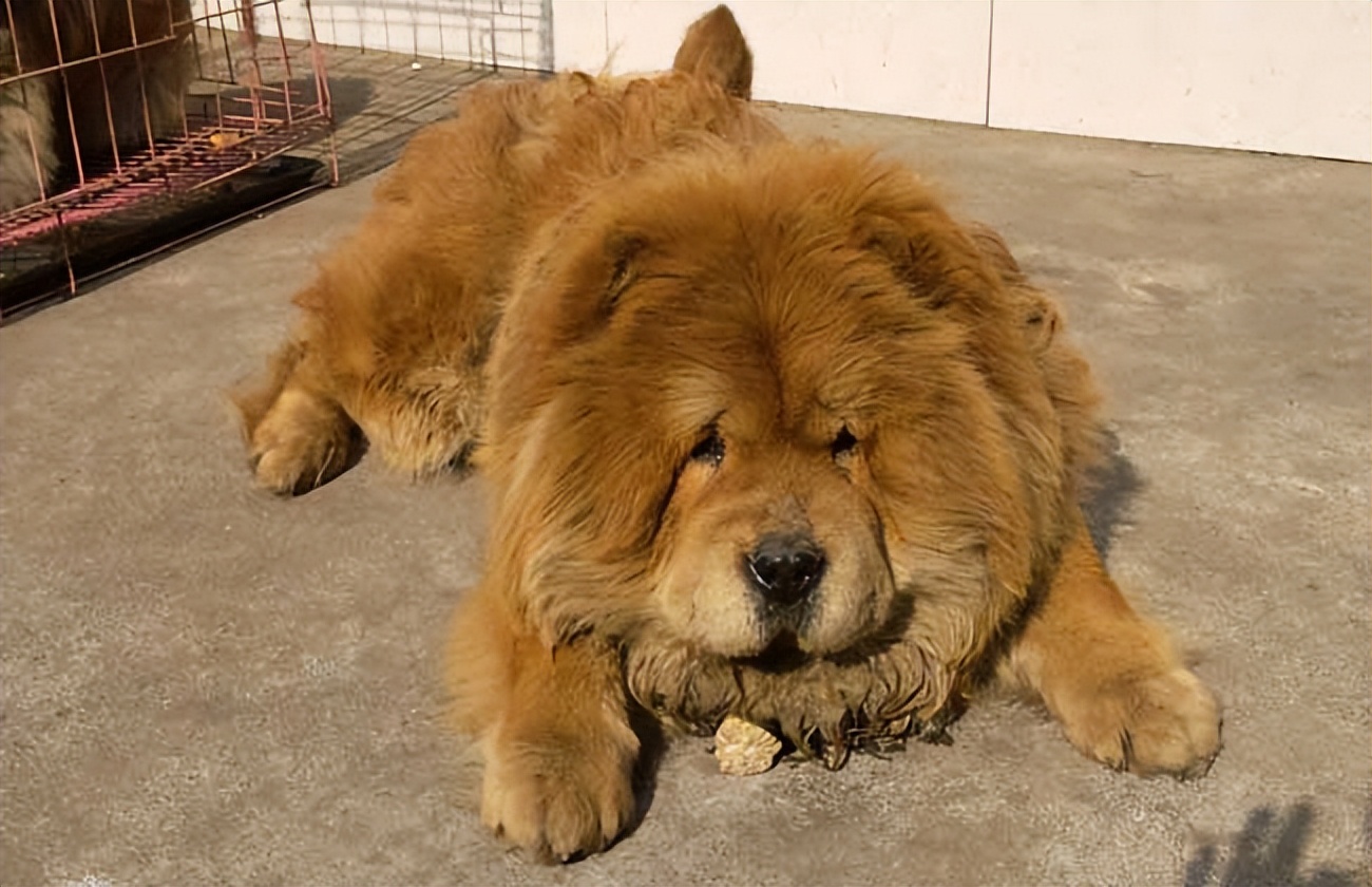 松狮祛泪痕推荐狗粮,松狮泪痕严重会瞎眼吗