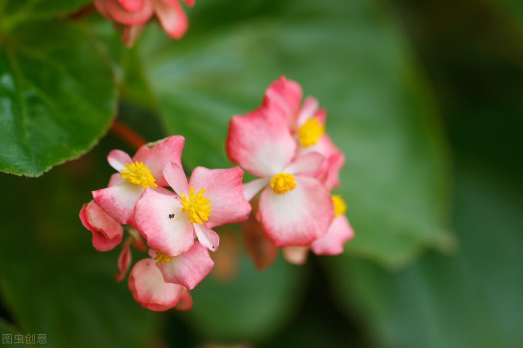 室内种植四季海棠,四季海棠夏季怎么养活