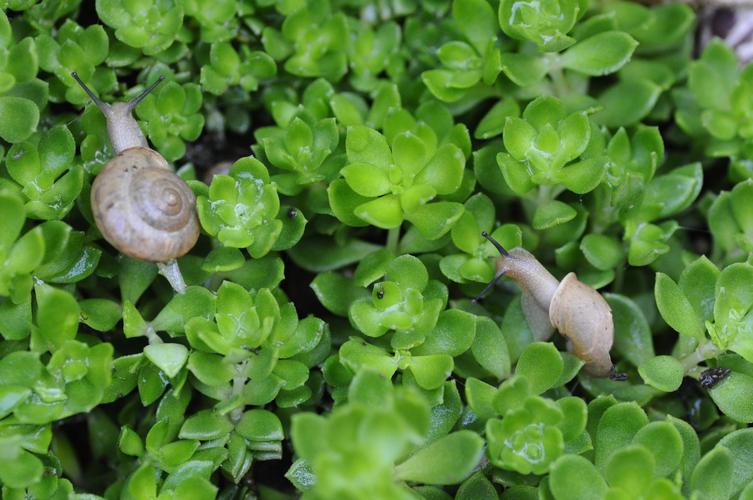 花盆里的小白虫对花有害吗,花盆里的小飞虫对植物有什么危害