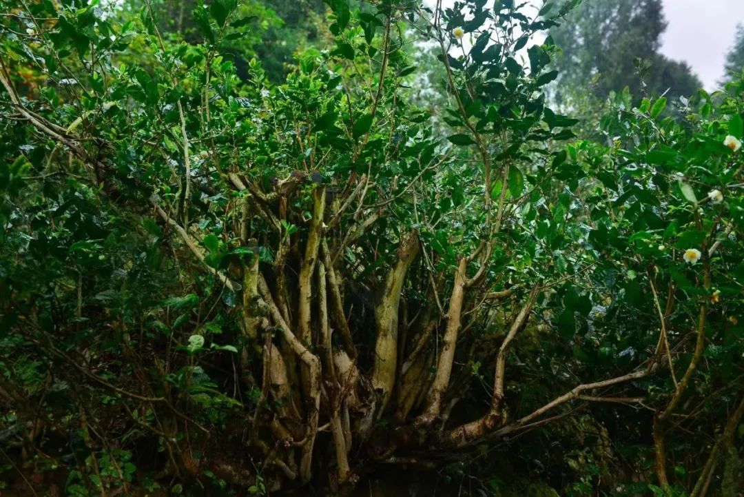 旺苍绿谷古道茶乡,旺苍千年古茶之乡