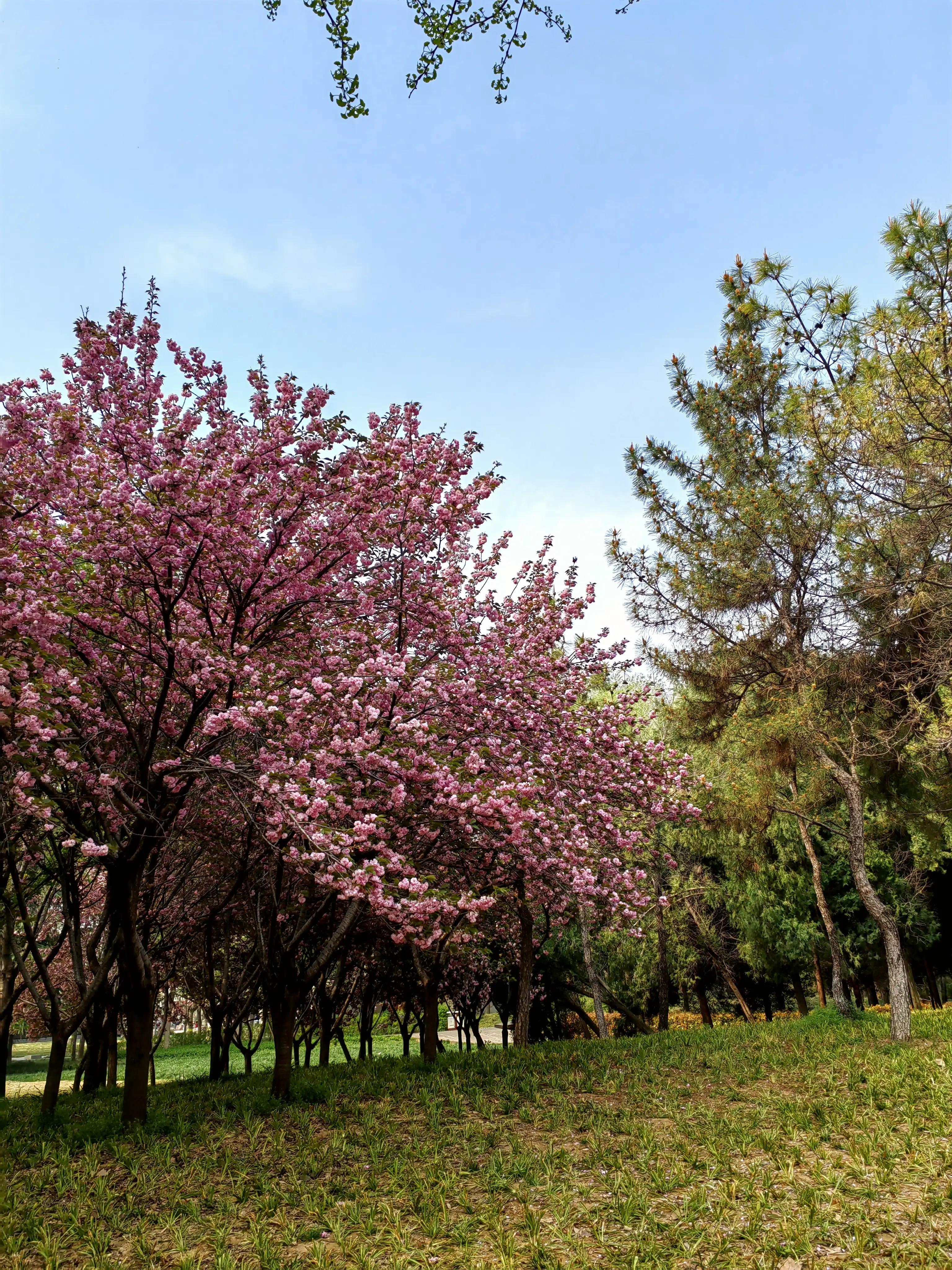 郑州牡丹花季,郑州去哪里看牡丹