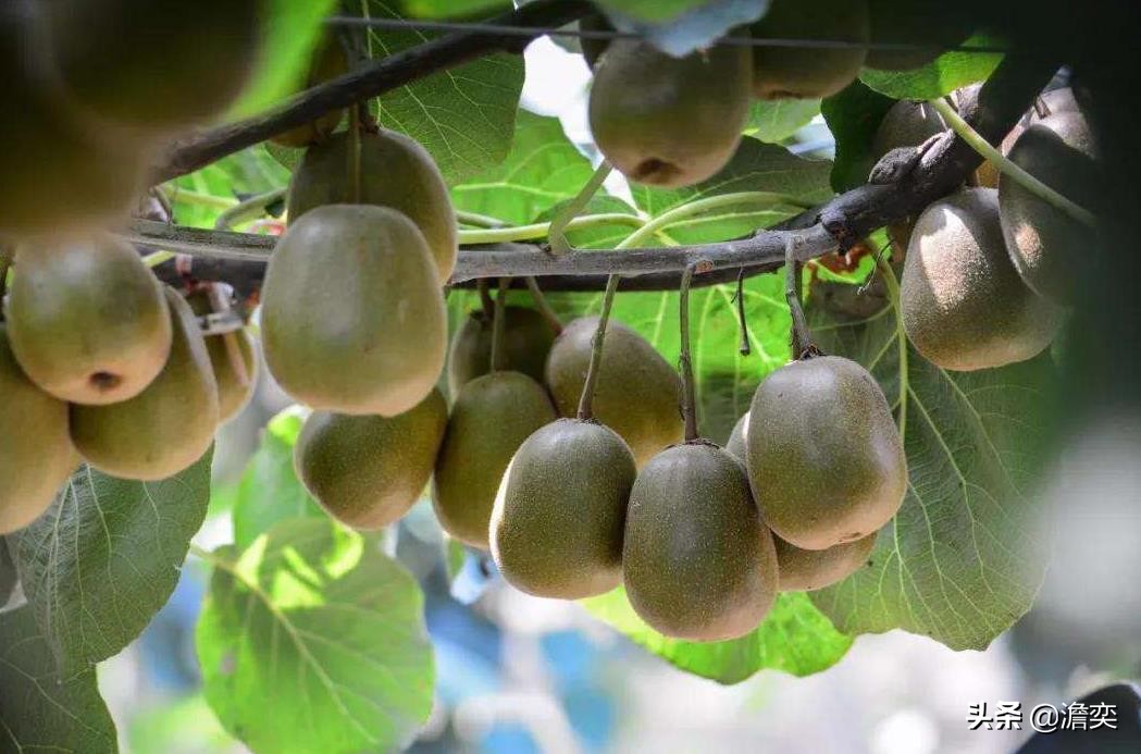 猕猴桃新西兰奇异果,奇异果新西兰猕猴桃