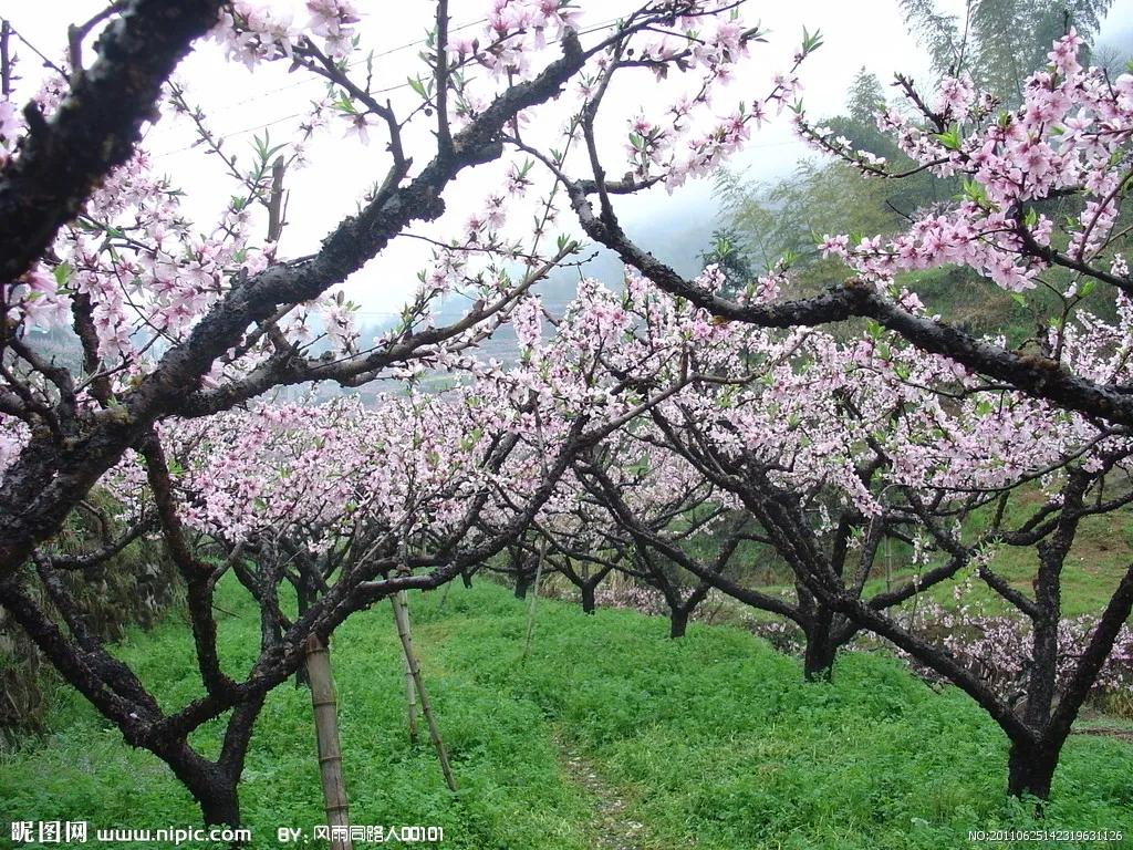 七绝春日二首原创,春日七绝诗十首