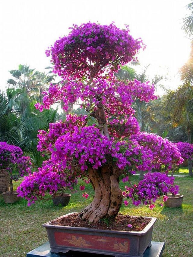 三角梅哪几个品种容易开爆花,攀爬三角梅什么时候开花