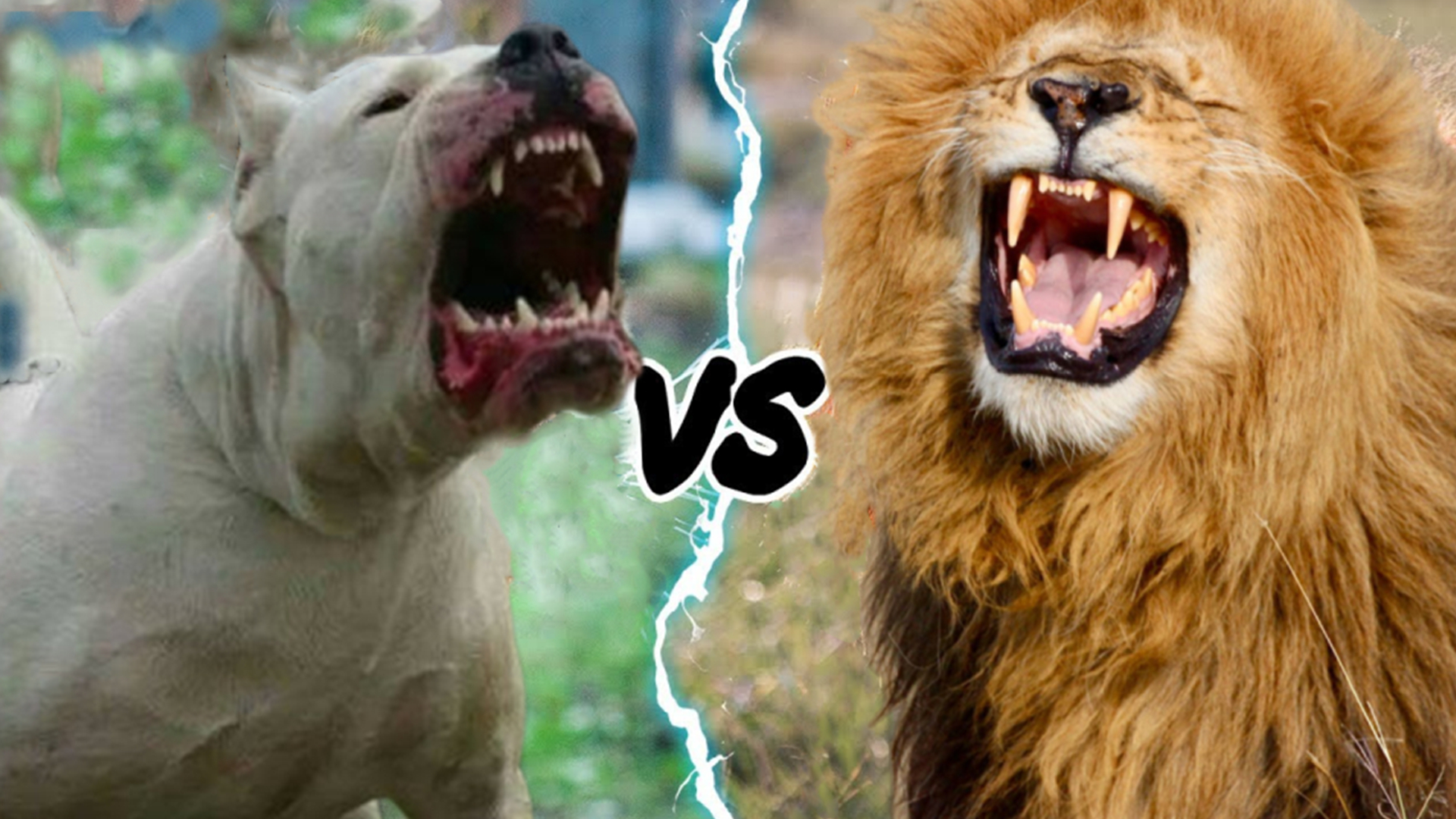 杜高犬挑战老虎遭秒杀,六只杜高犬vs美洲狮