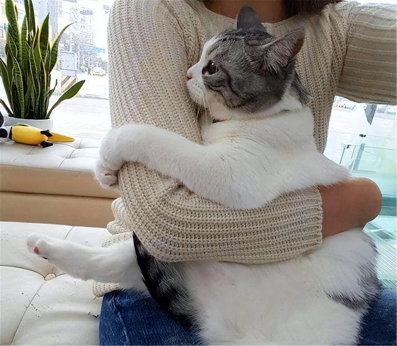 抱猫咪的正确方法,如何正确抱猫咪