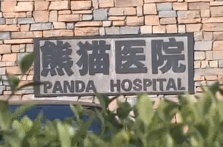 盘点网红大熊猫搞笑场面,大熊猫一摔成名