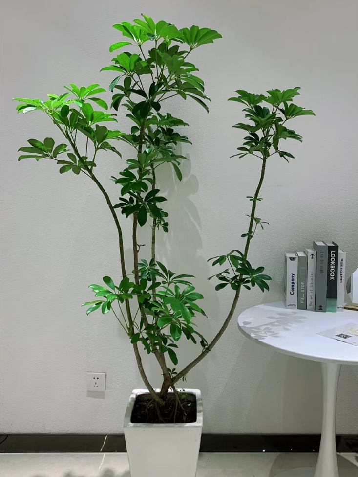 客厅养什么树最好看又好养,10种适合养客厅的吉祥树