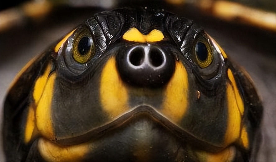 黄头侧颈龟饲养方法和注意事项,黄头侧颈龟长大怎么变黑色了