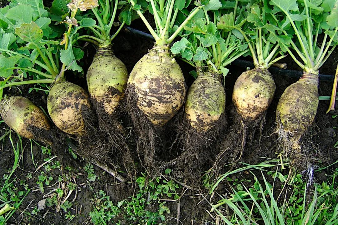 根类食物大全 (5种根菜类的食材)