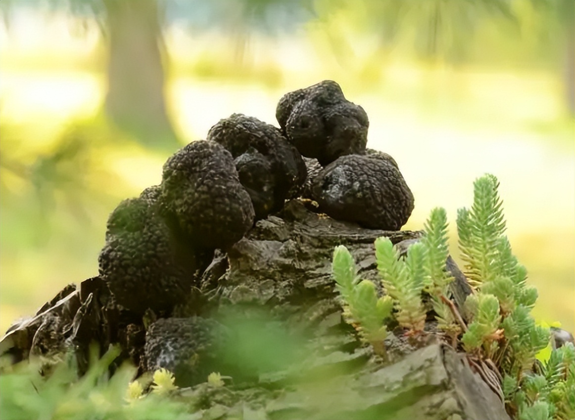 以前猪吃的菜叫什么,松露是顶级食物吗