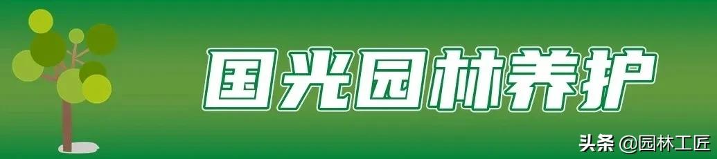 草坪越冬一般留多长,早熟禾草坪怎么越冬