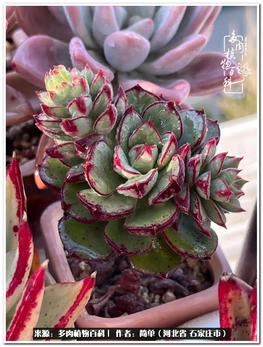 自从养了多肉以后视频,养多肉治愈生活中的疲惫和琐碎