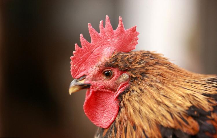 猪肉是我们癌症高发的祸根吗,中国癌症高发这三种肉确实要少吃