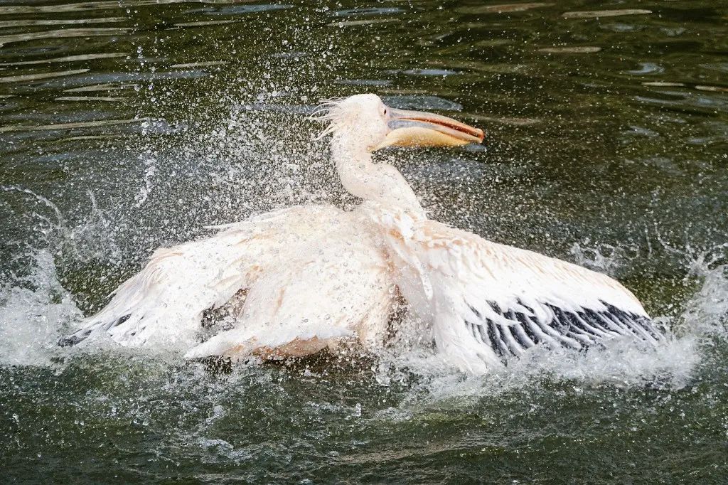 走进动物园首先看到什么,走进动物园亲近大自然