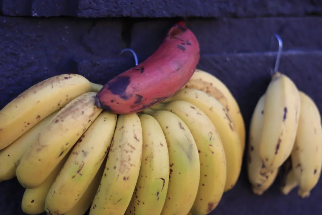 哥伦布第二次到美洲带去的作物,哥伦布带到美洲的东西