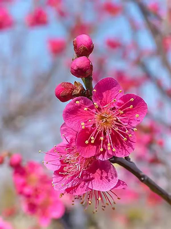七绝咏梅十首梅花香自苦寒来,梅花香自苦寒来诗句全篇