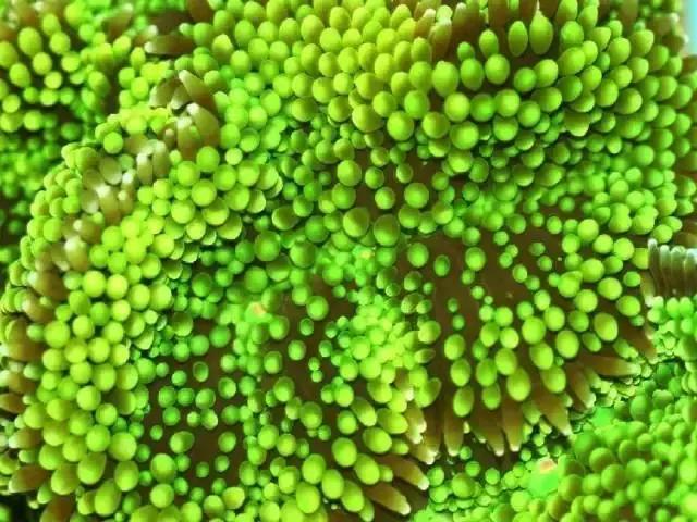 分享海的照片,奇异的海底世界200字