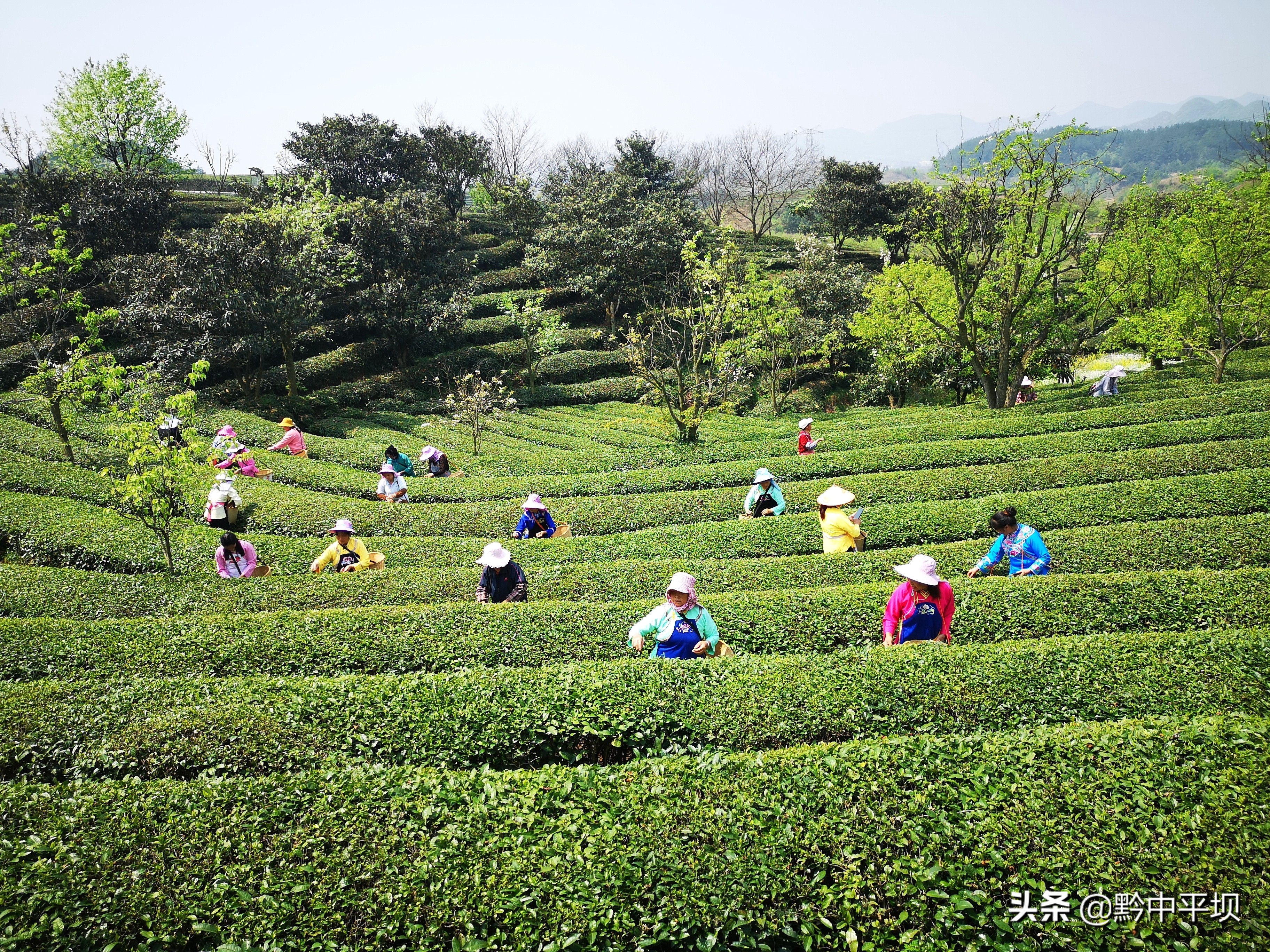 春暖花开观海听涛踏青采茶,春暖花开好风光茶农处处采茶忙