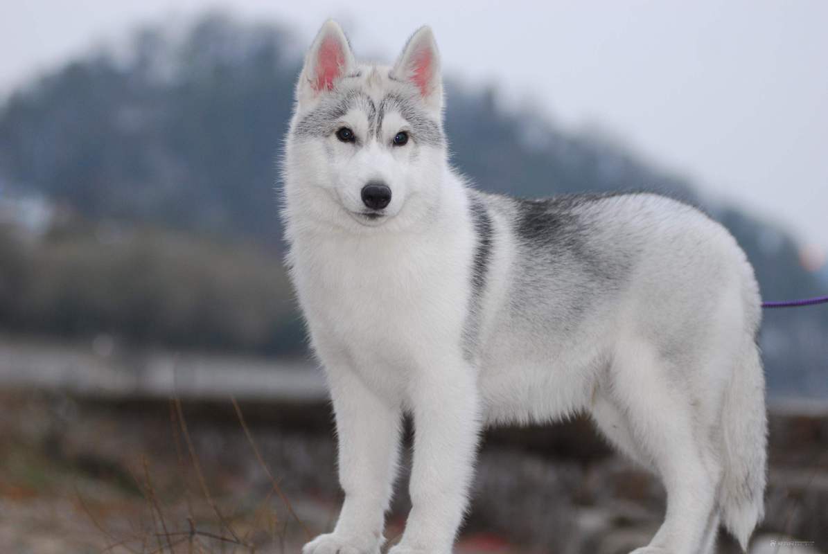 狗界五虎上将,盘点狗界6大“粘人精”