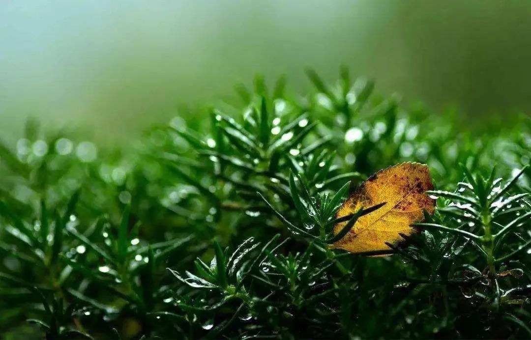 立秋的经典诗词,立秋最好的十首诗词