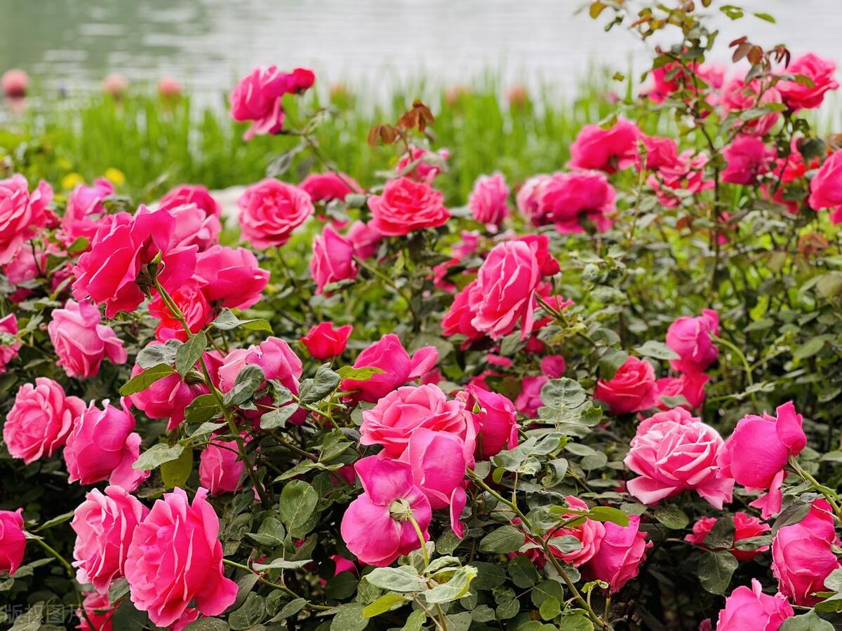 人间最美五月天春季赏樱正当时,5月北京三大赏花公园