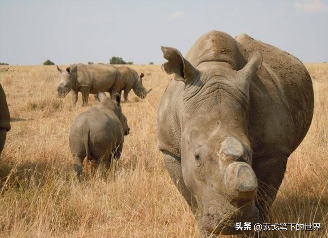 收入水平影响犀牛角消费偏好：野生与半野生犀牛角更受青睐