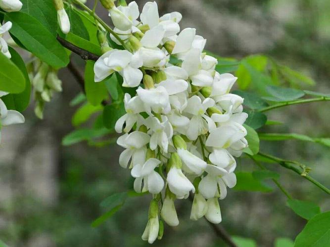 清明期间开的野花有哪些,清明节野花