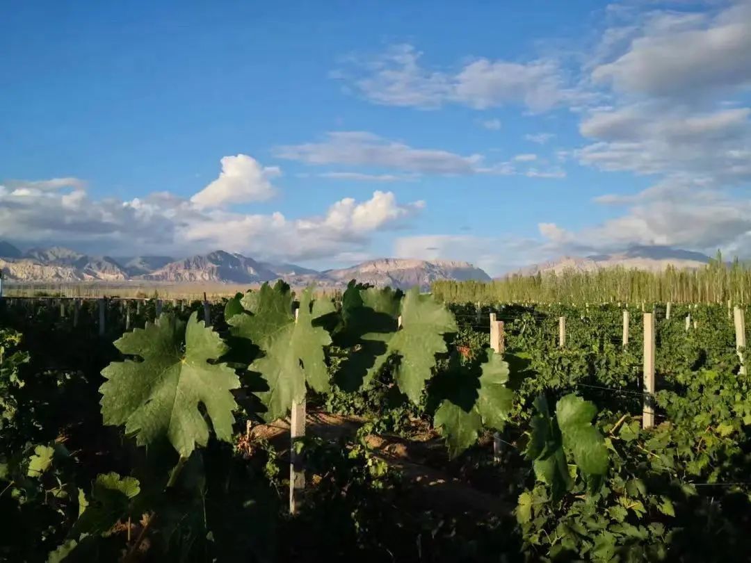 某知名连锁商超售24.9块的黑比诺葡萄酒，专家：无黑比诺风味