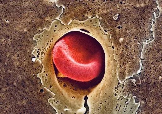 显微镜观察人体的四种组织图片,人体显微镜下的样子