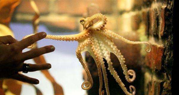 最新研究称章鱼或于5亿年前来到地球,为何总说章鱼是外星生物?