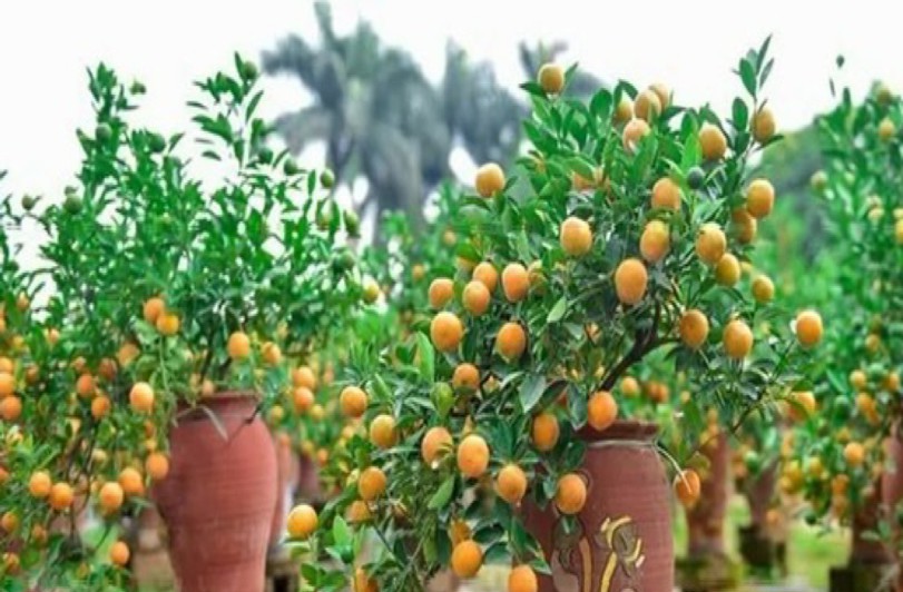 越南生活现状纪录片,越南生活真实现状街拍