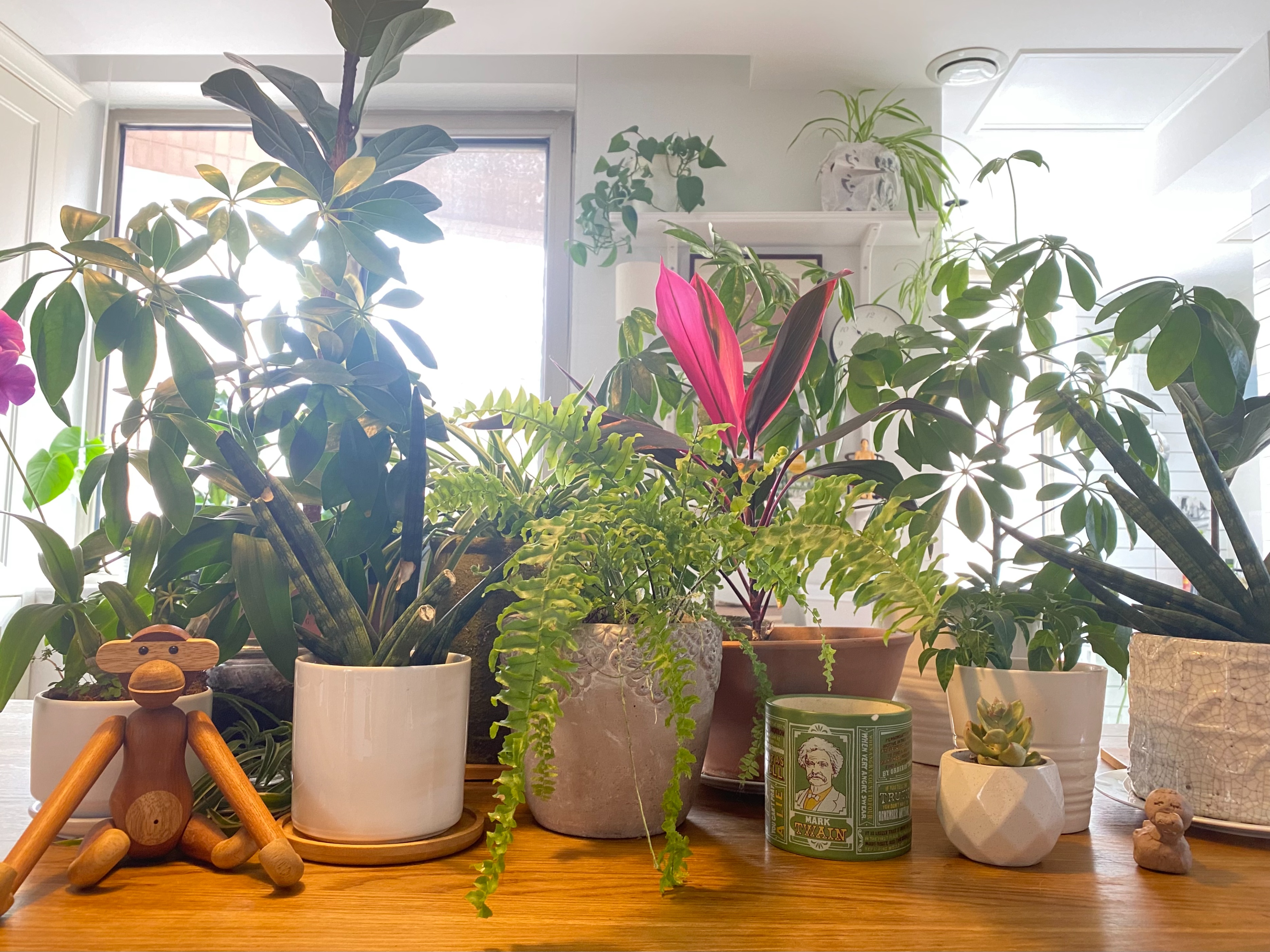 进阶为植物养殖高手必养的植物,20年种植经验告诉你多肉这样养