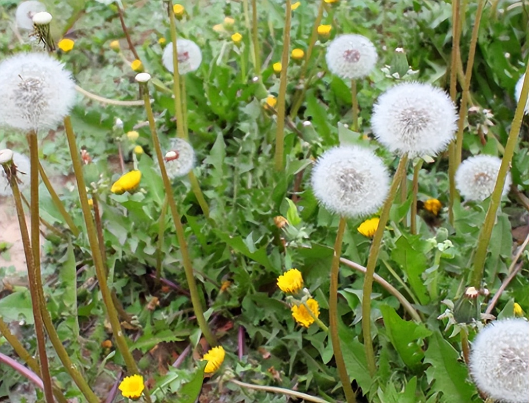 蒲公英会降血糖吗,蒲公英车前草的抗癌功效与作用