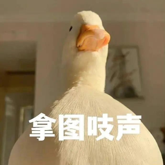 「治愈插画头像」姐妹成队快乐加倍