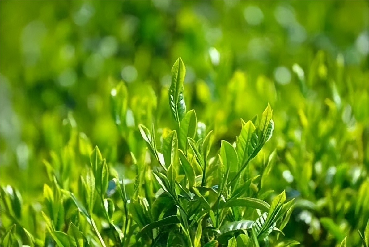 #草木有趣·谷雨茶|​且招邻院客，试煮落花泉