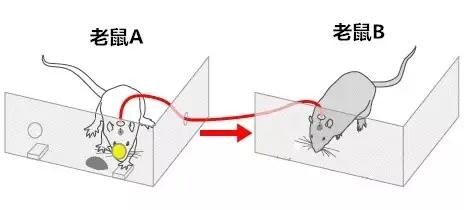 天才少女谷爱凌为什么这么牛,天才少女谷爱凌颜值与实力并存
